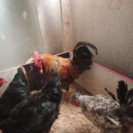 خروس جهت قربانی