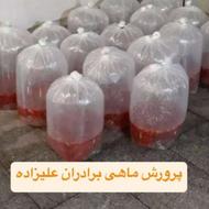 ماهی قرمز عمده حراجی تنگ