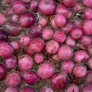 فروش انواع ترشیجات وشوریجات خوشمزه