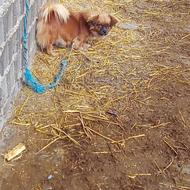 واگذاری حیوون خانگی ماده دوساله