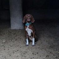 واگذاری سگ دنبلانی