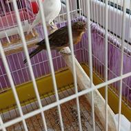 قناری سوخته