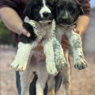 واگذاری سگ قدرجونی نر