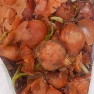 پیاز نیش دار برای گاو و گوسفند