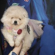 واگذاری سگ توله پامرانین پامر، خرسی عروسکی، جیبی