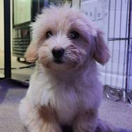 واگذاری سگ پامرشیتزو