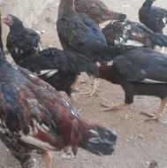 جوجه خروس ومرغ عالی