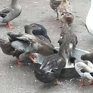 یک عدد اردک ماده تخم کذار