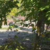 فروش انواع خانه ویلایی و باغ در زرین دشت منطقه خوش آب و هوا