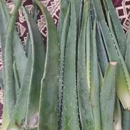 فروش برگ گیاه آلوئه ورا