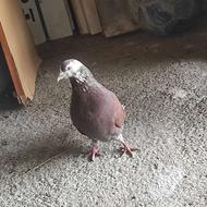 کبوتر سرخ پرشی مست