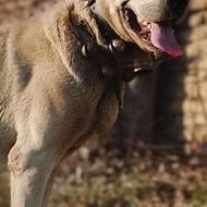 واگذاری سگ نر البای 15ماه