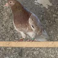 کبوتر پرشی ساعت سنگین