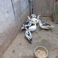 اردک نر .................