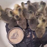 بچه غاز دورگه محلی