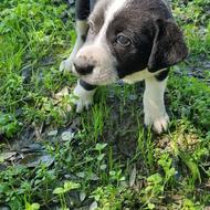 واگذاری توله نژاد دار