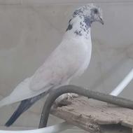 پرنده سرای اسمان خورزوق .کمربندی روبرو تالارگل گندم