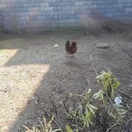 مرغ زینتی مینیاتوری