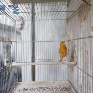 قناری ماده دارچینی