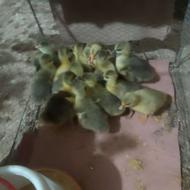 حیوانات خانگی فروش بچه غاز 3 روزه و10 روزه