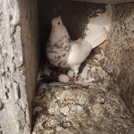 طوقی هفت رنگ ماده