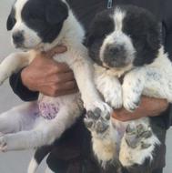 واگذاری توله سگ قدرجونی