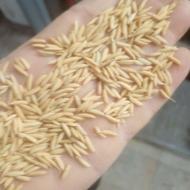 تخم جو..... جمشید گرم زود رس. اصلاح شده...