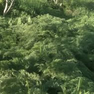 گیاه خوردشده کوهستانی