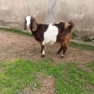 بزغاله ماده