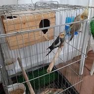 عروس هلندی نروماده با قفس بزرگ