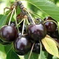 هرس ‌فرم دهی و خدمات کشاورزی در اندیشه و شهریار