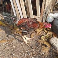 خروس لاری ترک