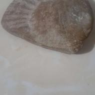 فسیل قدیمی زیبا