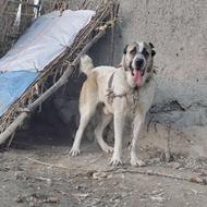 واگذاری سگ آلابای نر با سگ الابلی ماده