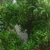 گل مصنوعی وارداتی