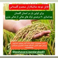 سورت لیزر انواع شالی بذری ( جداسازی 90 درصدی نرّک و دَل)