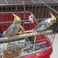 طوطی عروس هلندی 3عدد