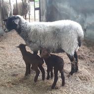 سه تا گوسفند وره مار