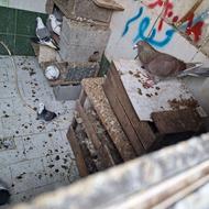 فروش کبوتر ‌‌