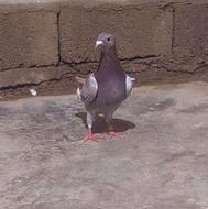 کبوتر پلاک دار