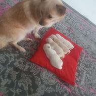 واگذاری توله سگ پامرین روباهی پدر سفید بوده اصیل