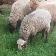 گوسفند سیلک