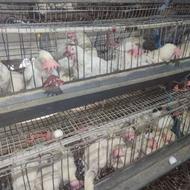 مرغ سفید کشتاری و نگهداری