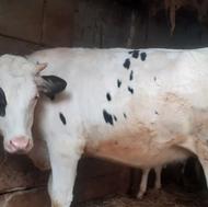 فروش گوساله گاو تلم سمینتال درجه یک