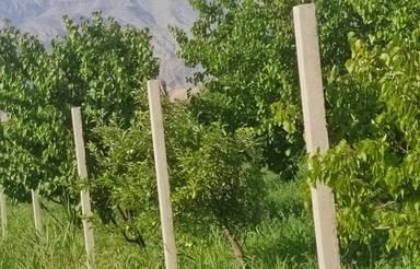 فروش 4200 متر باغ زردآلو در سیه رود