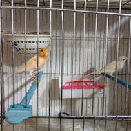 قناری جفت مولد