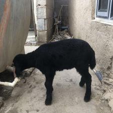 بره ماده افشار