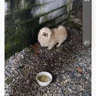 سگ پیکینیز نر واگذاری