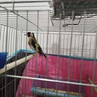 یک عدد سهره نر 5ماه قفس