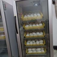 دستگاه جوجه کشی درحد نو